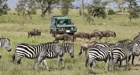 Safari game drive with zebras and wildebeest